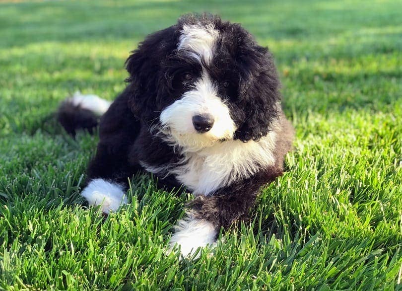 Mini Bernedoodle (mini pudl/bernský salašnický pes): informace, obrázky, vlastnosti
