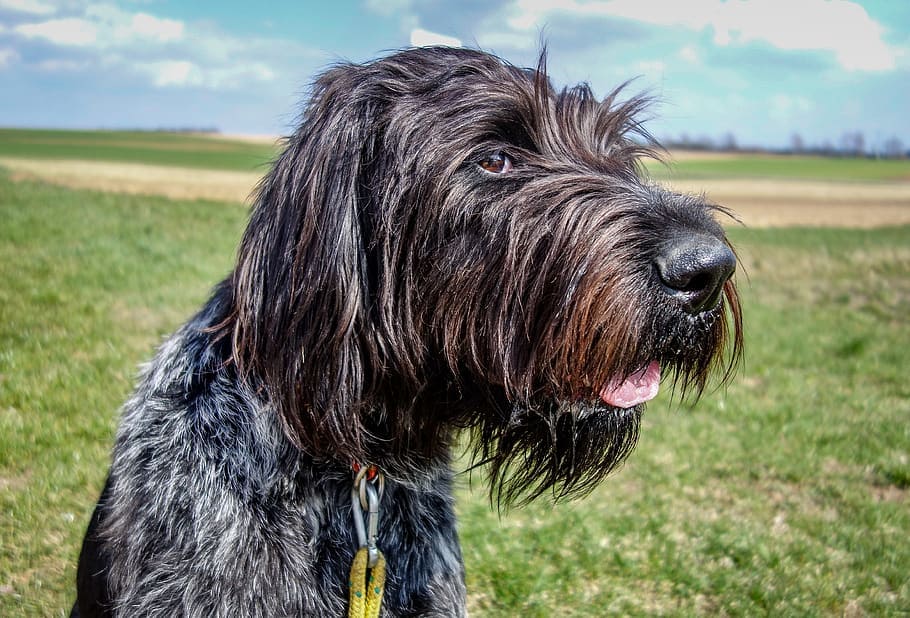 Pudelpointer Mixed Breed Info, obrázky, štěňata a fakta