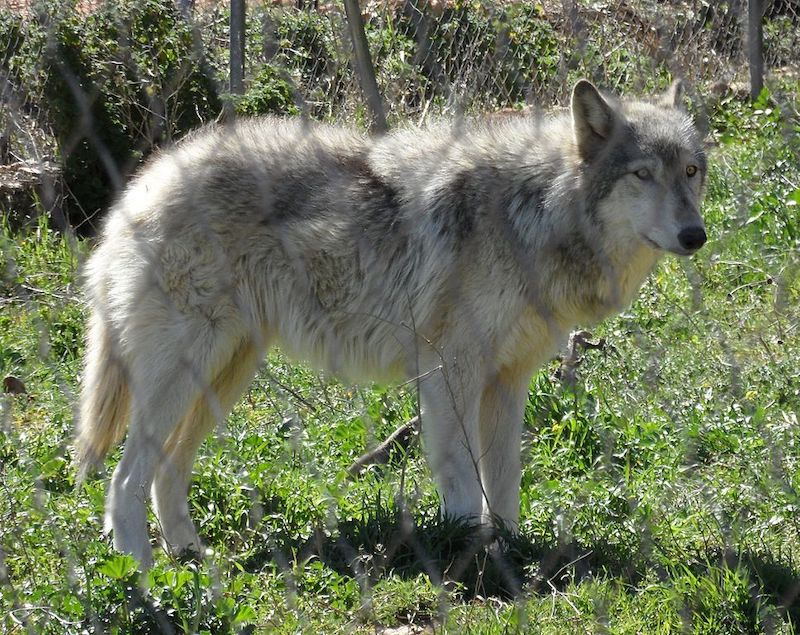 Husky Wolf Mix: Informace, obrázky, vlastnosti a fakta