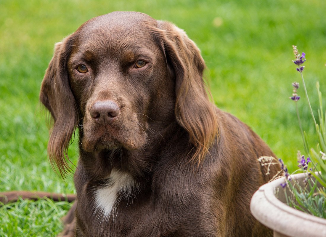 Labradinger (anglický Springer Spaniel & Labrador Mix): Informace, obrázky, fakta