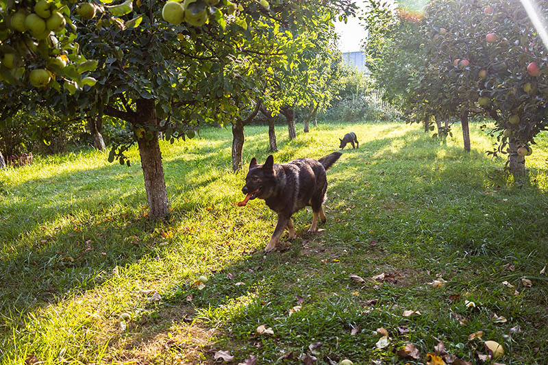 král pastýř potulující se v jablkové farmě