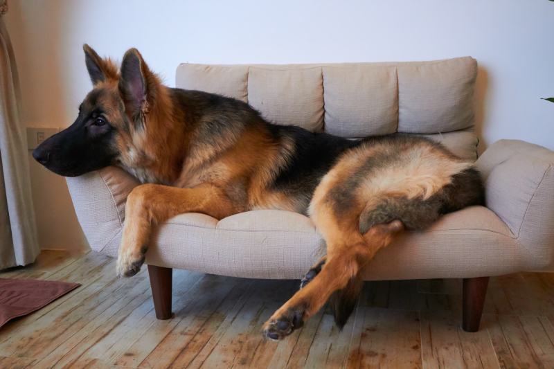King Shepherd: Obrázky, Průvodce péčí, Temperament a vlastnosti