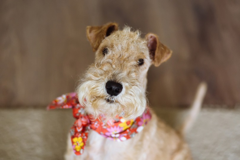 Informace o plemeni psa Lakeland Terrier: Obrázky, vlastnosti a fakta