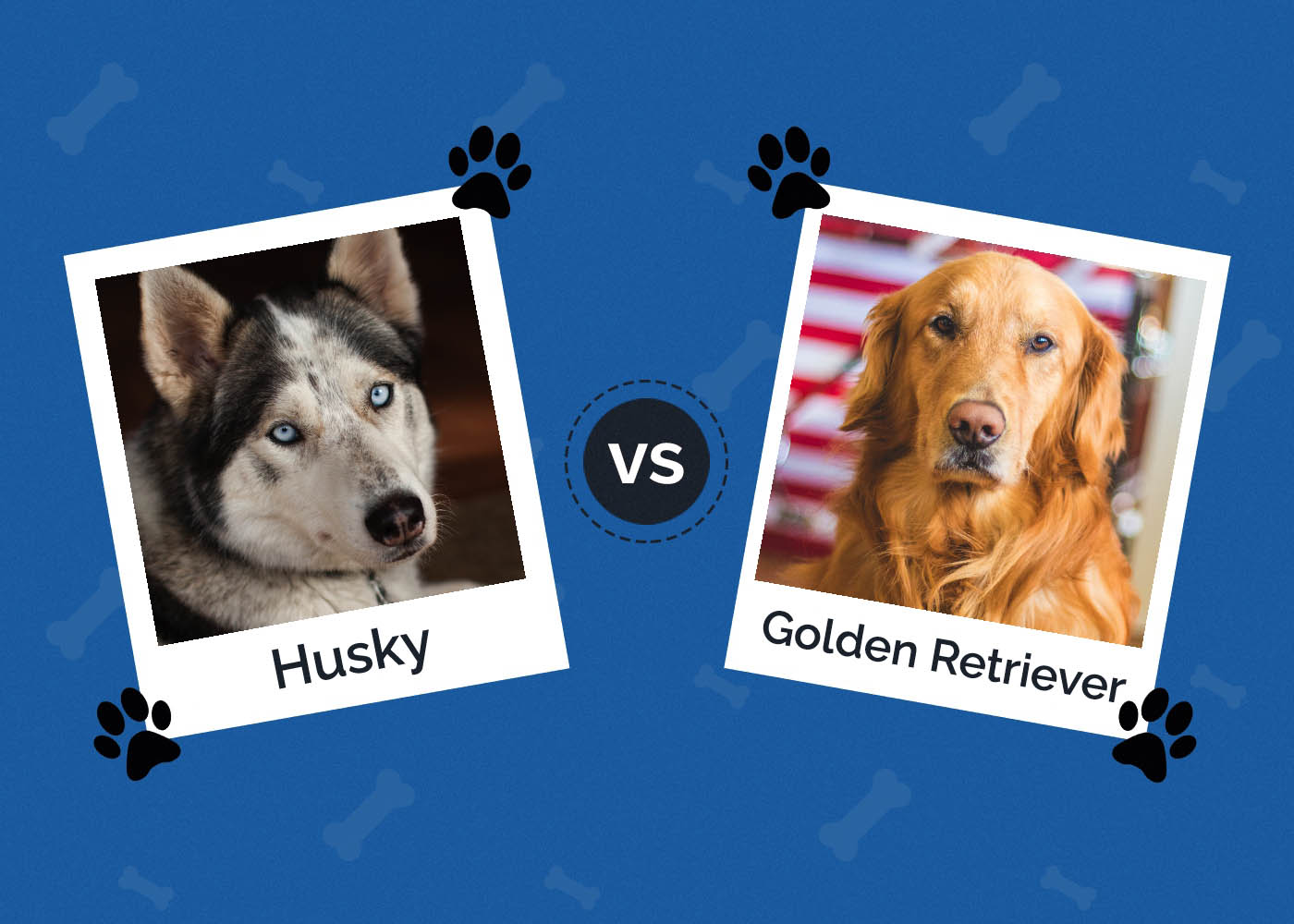 Husky vs Zlatý retrívr