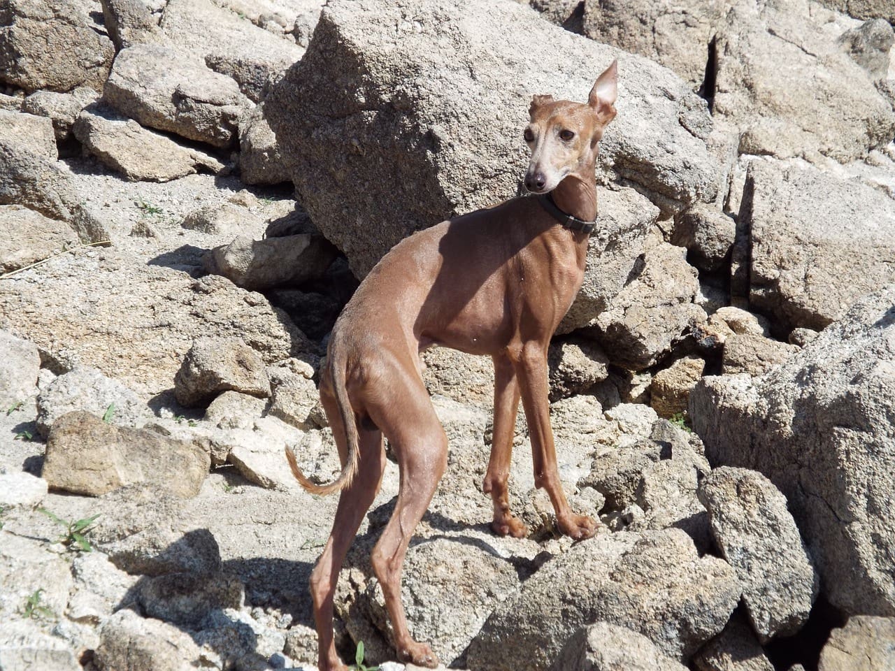galgo espanol - španělský chrt