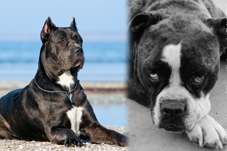 modrá krev cane corso