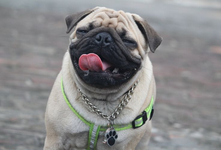 Mopsík