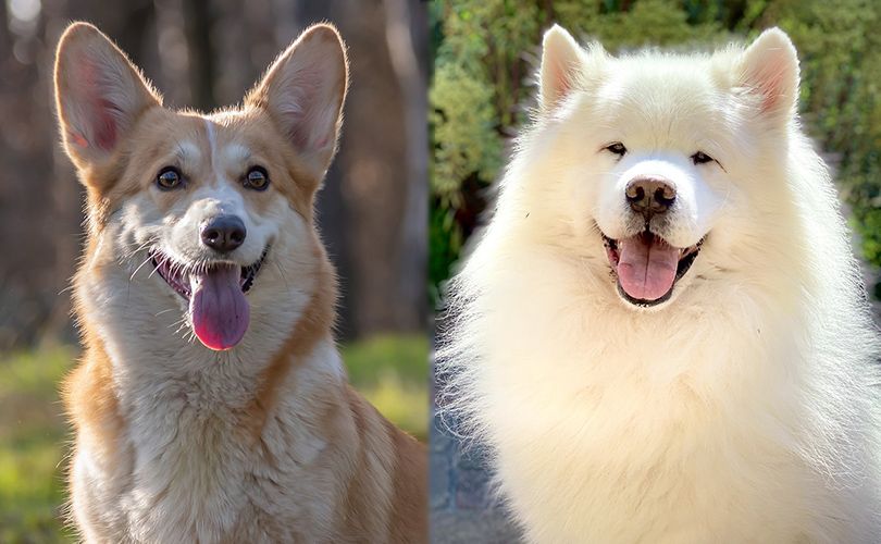 Samojed Corgi Mix – Informace o plemeni psů a obrázky