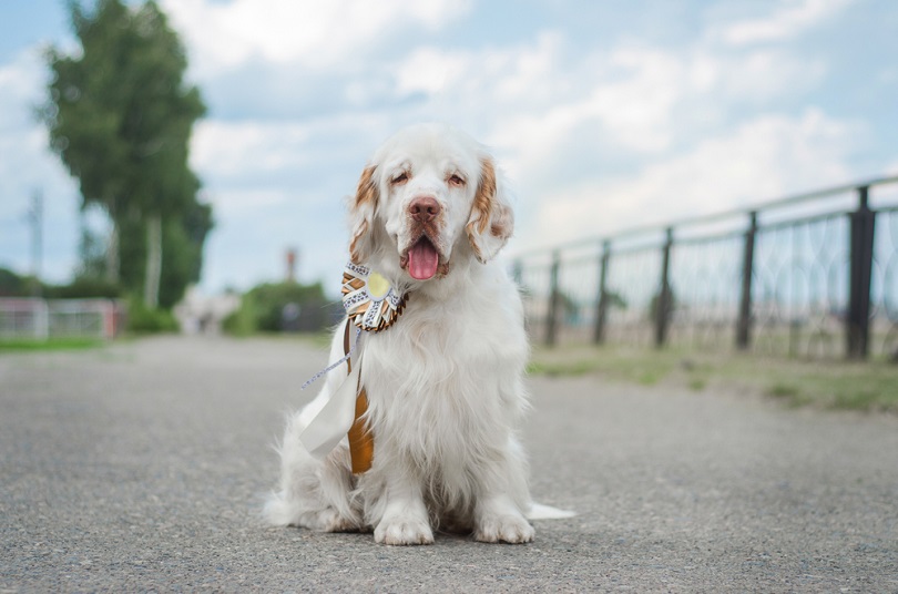 Clumber Lab (Clumber Spaniel & Labrador Mix): Informace, obrázky, vlastnosti