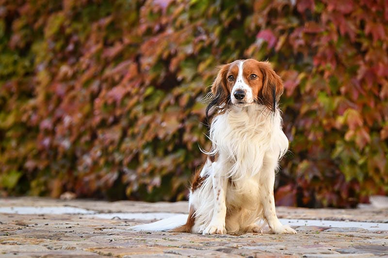 Kooikerhondje: Informace o plemeni psů, obrázky a fakta