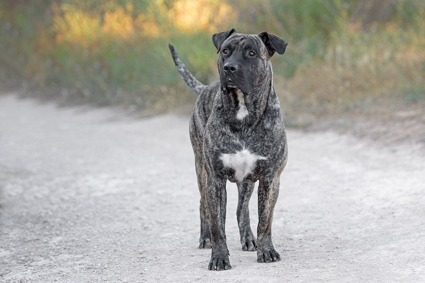Informace o plemeni psa Perro de Presa Canario: Obrázky, vlastnosti a fakta