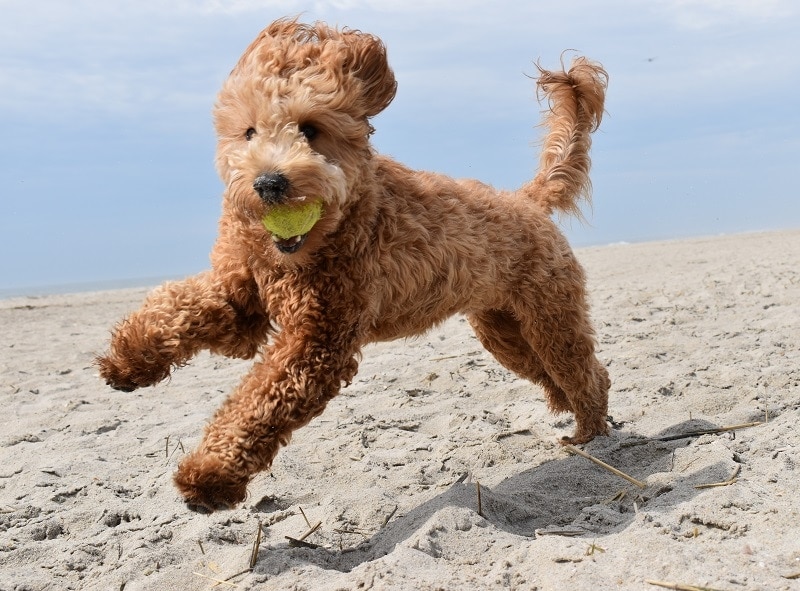 Školení Goldendoodle_shutterstock_W.H. Fotografování