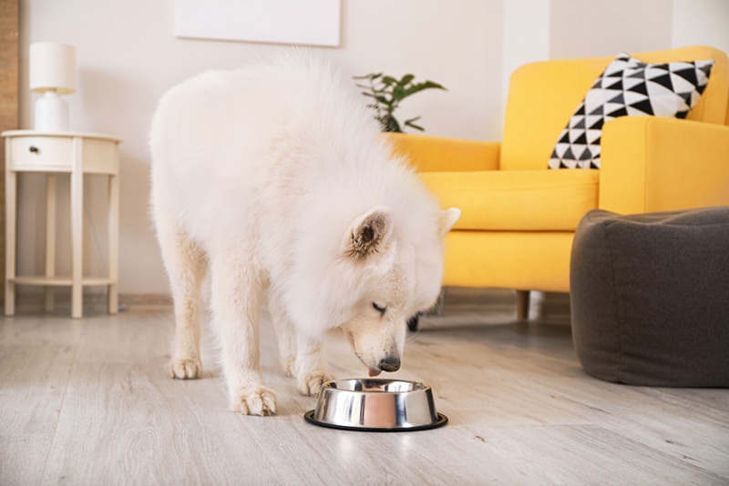 Roztomilý samojed pes jíst z misky doma