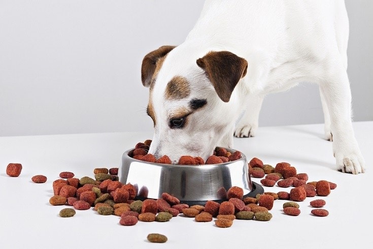 Jack Russel teriér jíst psí jídlo