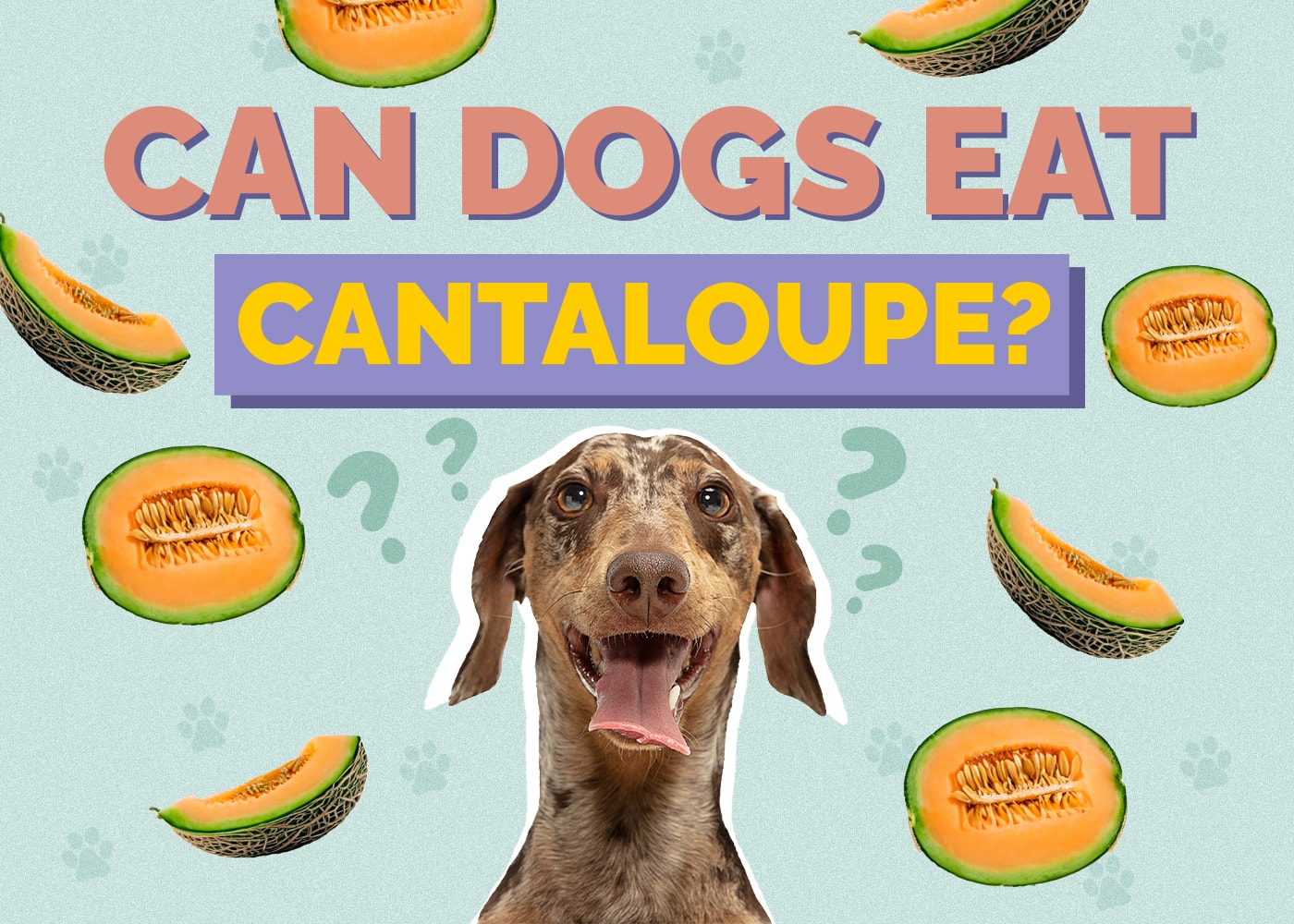 Can Dog Eat ananasový meloun