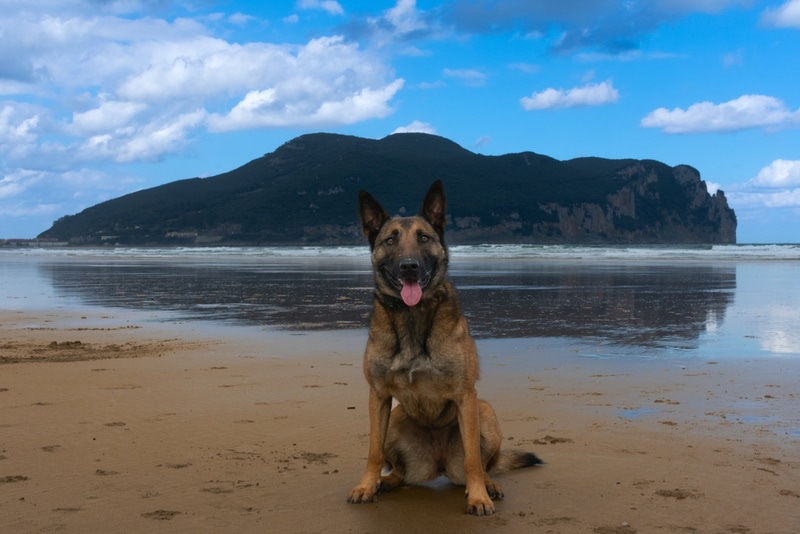 belgický malinois sedí na pláži