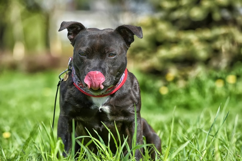 Bullboxer Staff na trávě_Anna Krivitskaya_Shutterstock