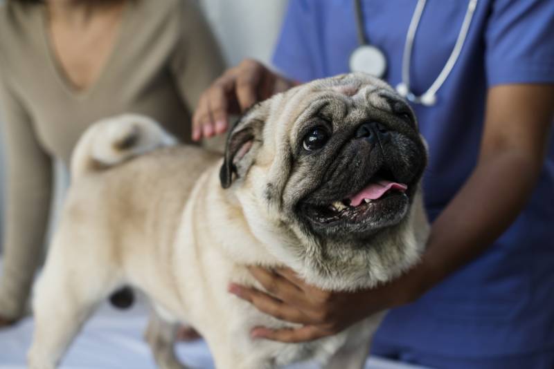 mopslík na veterinární klinice