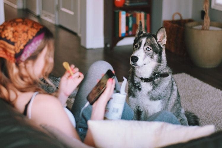 husky sleduje dívku jíst hranolky