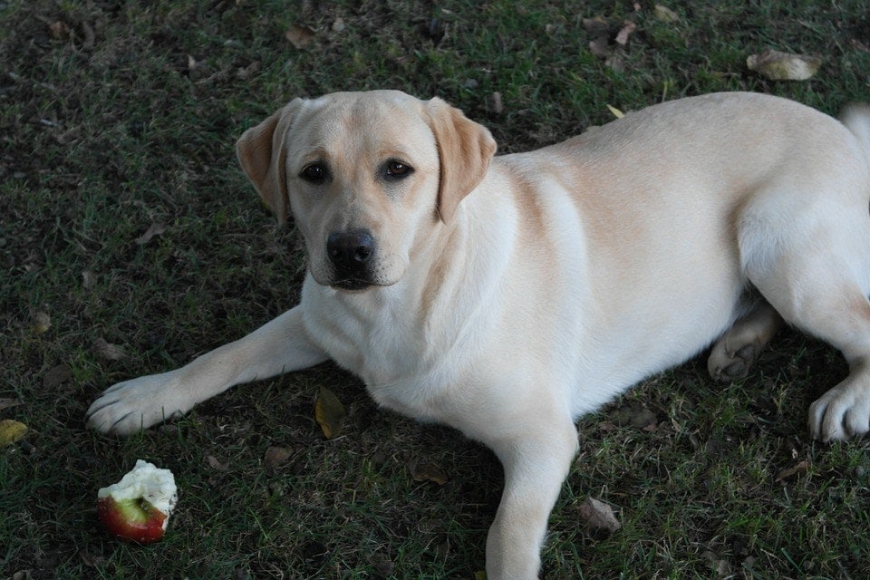 labrador jíst jablko