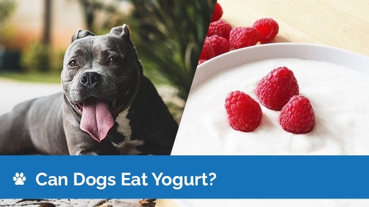 mohou psi jíst jogurt