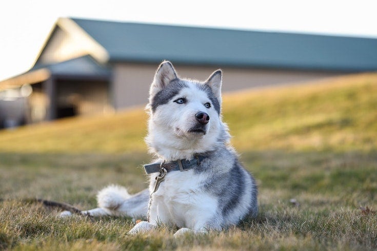 Šedobílý husky s šedým límečkem