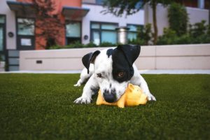 štěně pitbulla kousající hračku