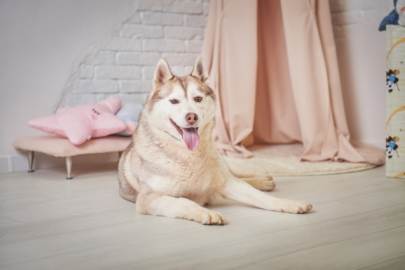 25 základních potřeb a produktů sibiřského husky pro vaše nové štěně