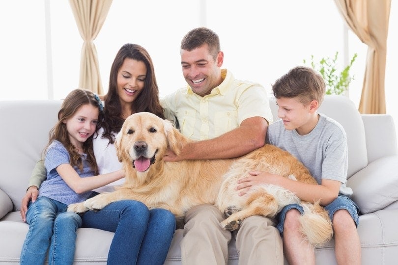 Jsou zlatí retrívři dobří rodinní psi? Tipy a co můžete očekávat