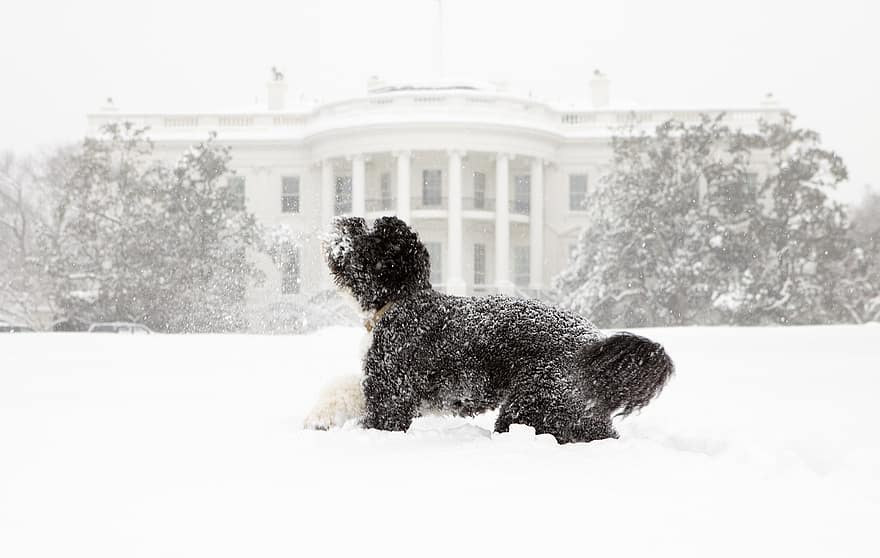 Whitehouse pes