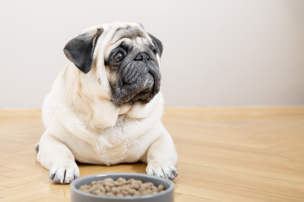 mops vedle psí misky kuchyňská podlaha