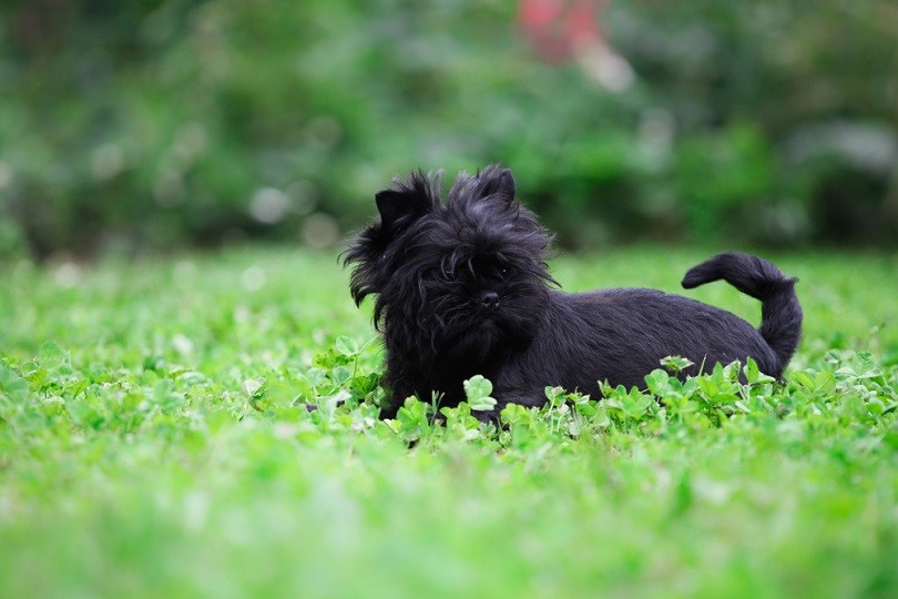 Legrační Affenpinscher hraje na zahradě
