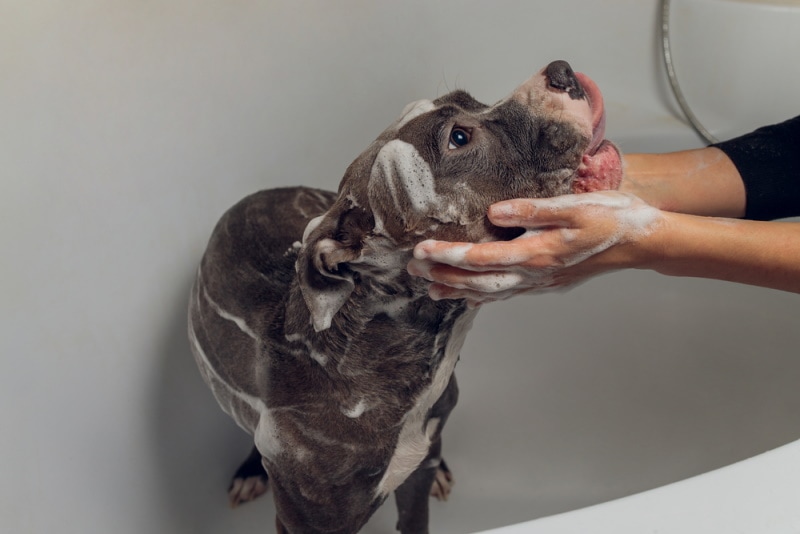 pitbull ve vaně