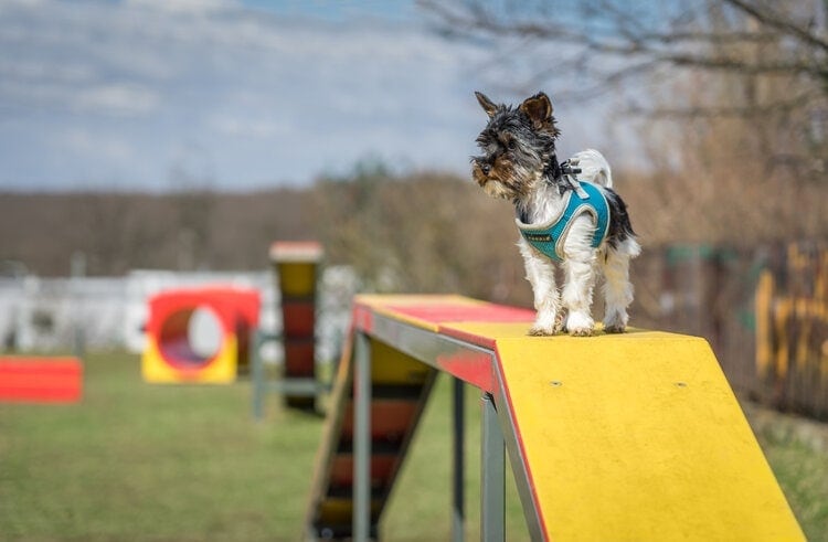 psí agility hřiště