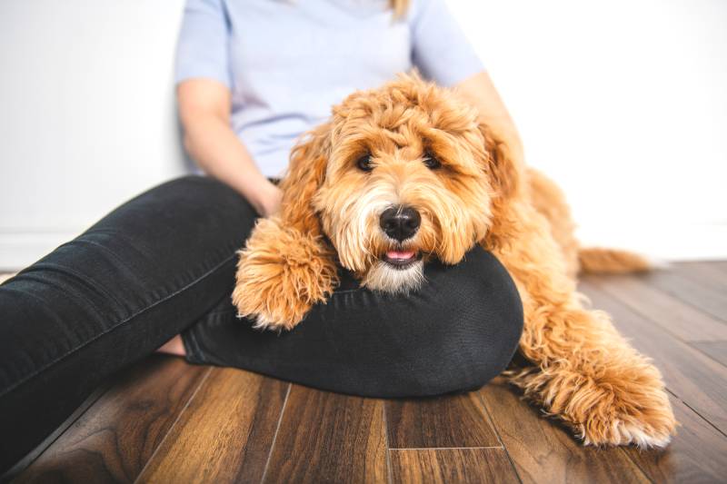 žena s jeho zlatým labradoodle psem izolovaných na bílém pozadí