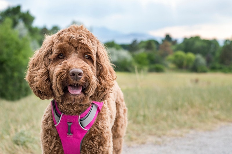 labradoodle s postrojem