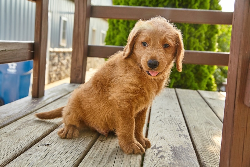 labradoodle štěně sedí