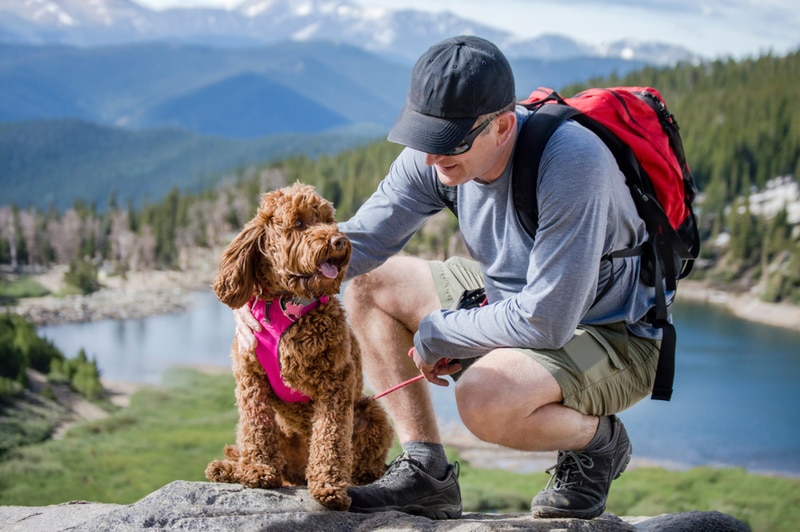labradoodle s majitelem venkovní