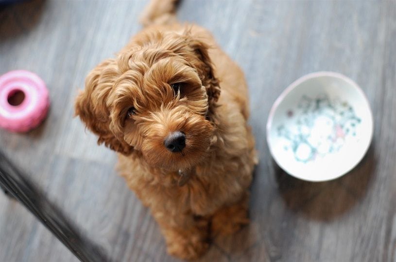 Double Doodle (směs zlatého loga a labradoodle) Informace o plemeni psů