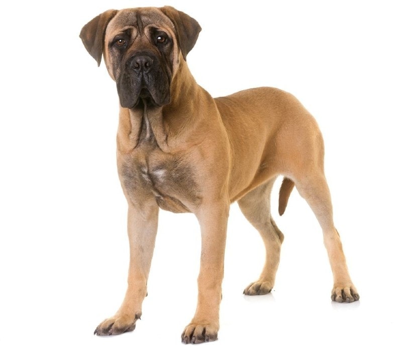 Kolik stojí Bullmastiff? Orientační cena 2023
