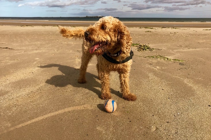 Plemeno psa Cockapoo