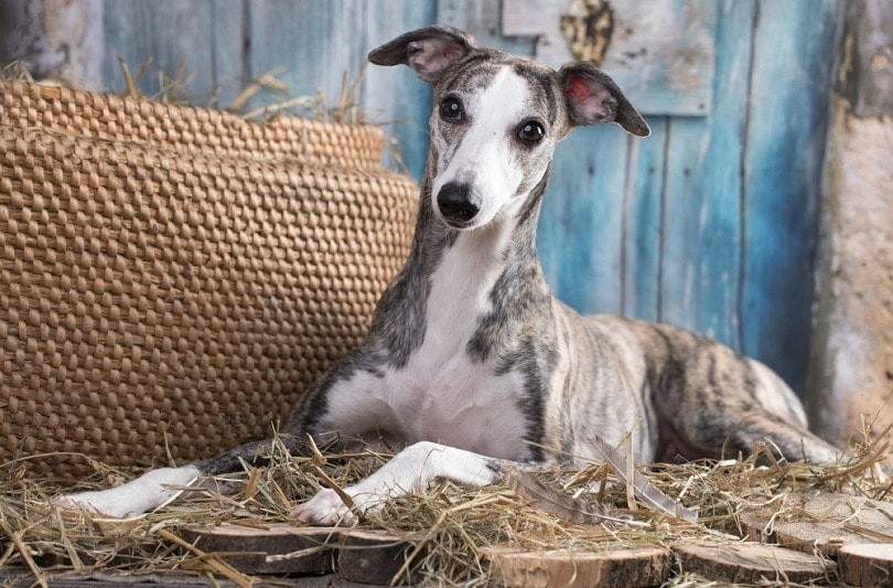 Whippet leží na hay_Liliya Kulianionak_shutterstock