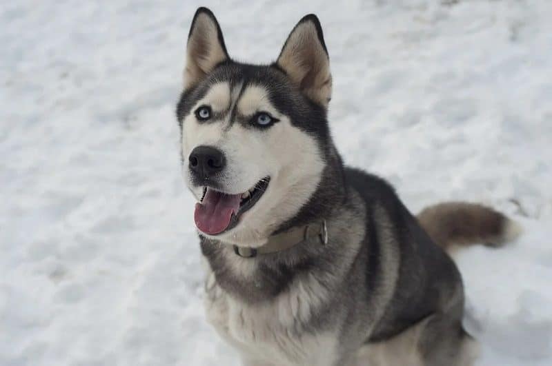 usměvavý sibiřský husky