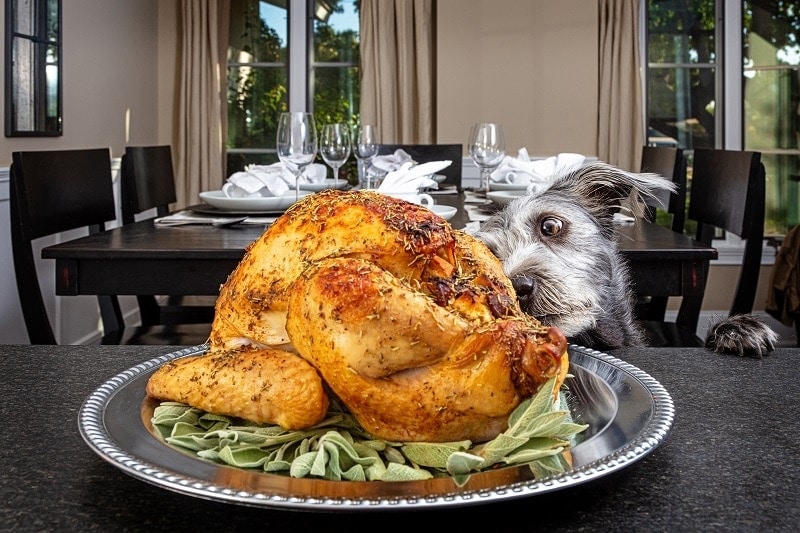 Jíst psy Turecko_shutterstock_Susan Schmitz
