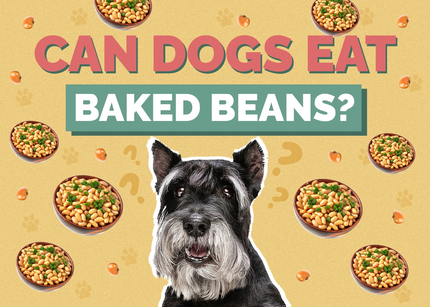Can Dog Eat pečené fazole
