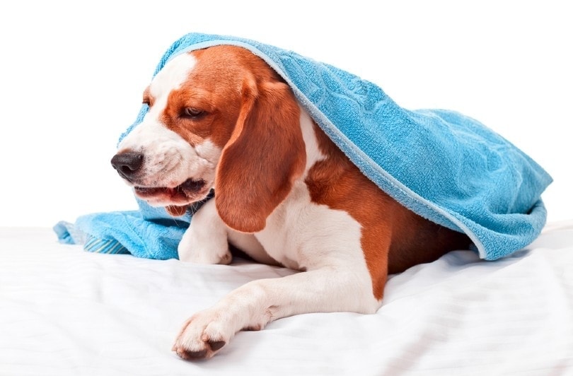 Jak dlouho trvá kašel v chovatelské stanici? Příčiny, příznaky a léčba schválené veterinářem