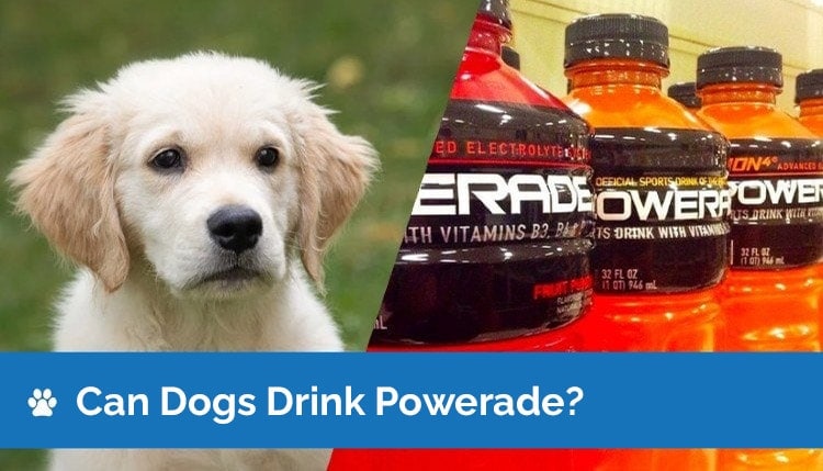 Mohou psi pít powerade? Je Powerade bezpečný pro psy?