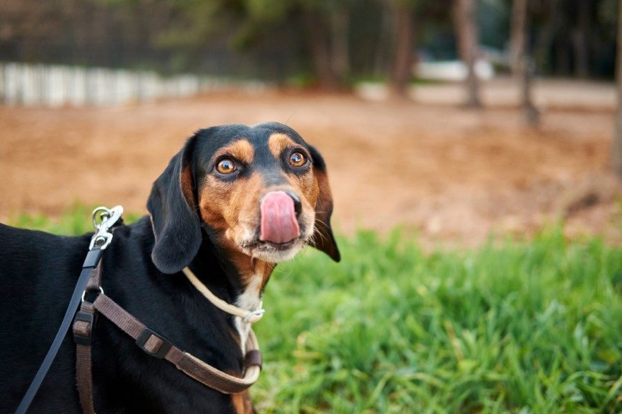 Detailní záběr rakouského černohnědého honiče dog_Wirestock Images_shutterstock