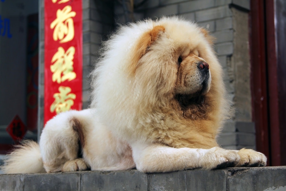 chowchow v Číně