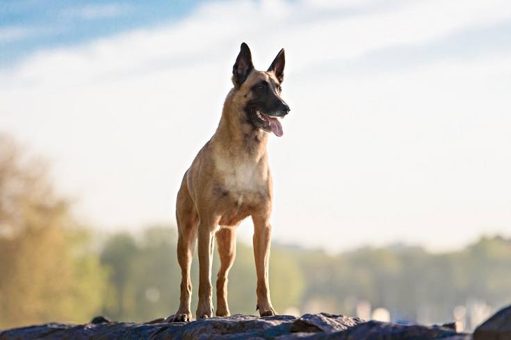 Belgický malinois